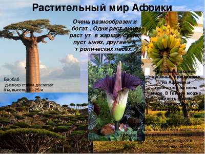 Растения Африки: хаpaктеристика, примеры, описание и фото