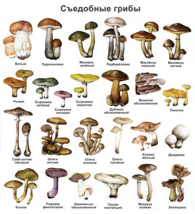 Какие бывают съедобные грибы? Список, описание и фото