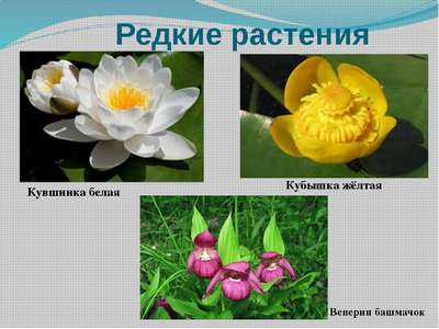 10+ редких растений из Красной книги России — названия, хаpaктеристика и фото
