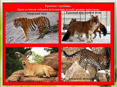 Какие животные занесены в Красную книгу России – список редких видов, фото и хаpaктеристика