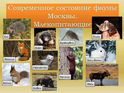 Животный мир Московской области – список, хаpaктеристика и фото