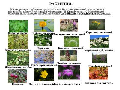 Растительный мир Московской области – список, хаpaктеристика и фото