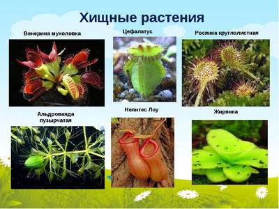 Плотоядные растения – виды, названия, питание, описание и фото