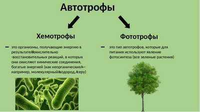Что в биологии называют автотрофами? Какие живые организмы к ним относятся?