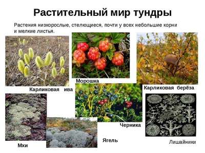 Какие растения растут в тундре – список видов, фото и хаpaктеристика