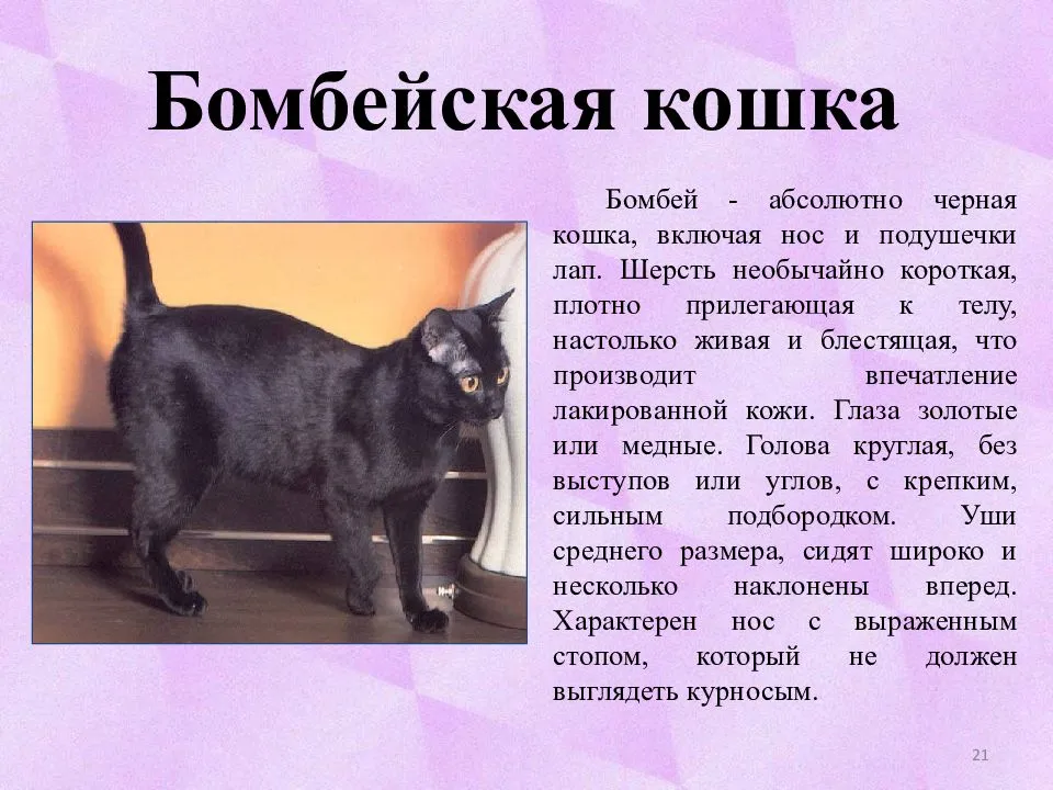 Бомбейская кошка: история, хаpaктер, описание, содержание, здоровье и покупка