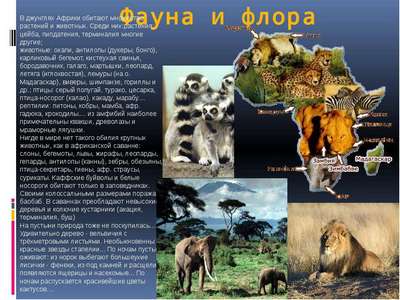 Животный мир Африки – список, хаpaктеристика и фото фауны континента