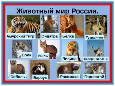 Животный мир России – список, виды, названия, описание и фото