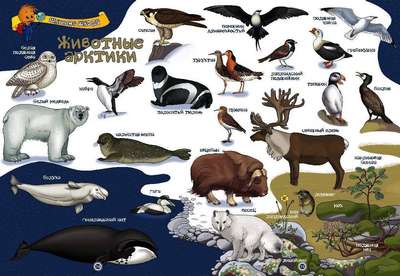 Животный мир Антарктики – список, виды, хаpaктеристика и фото фауны континента