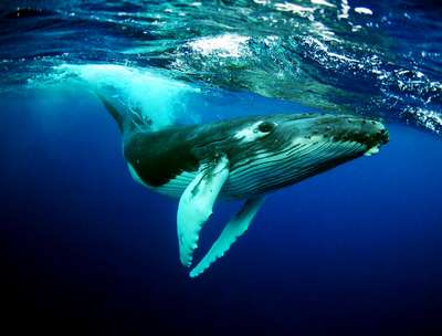 Пение китов