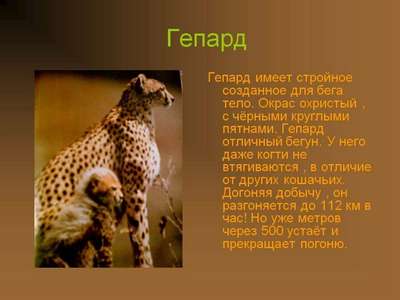 Гепард – описание, подвиды, ареал, питание, поведение и размножение