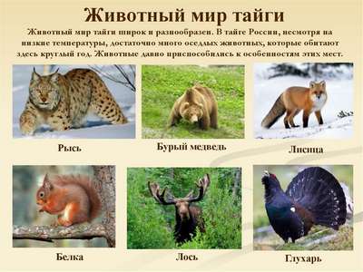 Какие животные обитают в Тайге – список видов, фото и хаpaктеристика