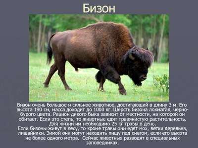 5 фактов про бизонов