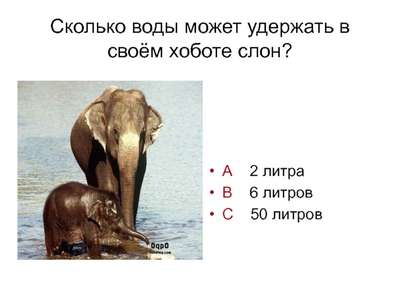 Сколько воды может удерживать слон в своем хоботе?