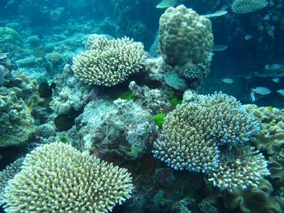 ТОП-9 cмepтельно опасных обитателей коралловых рифов