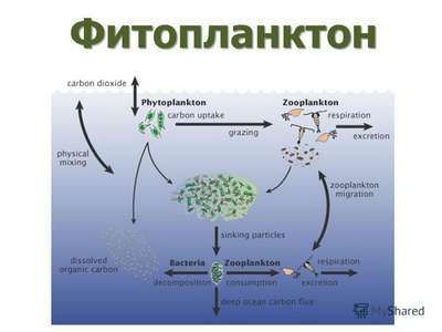 Особенности, виды, питание и размножение зоопланктона