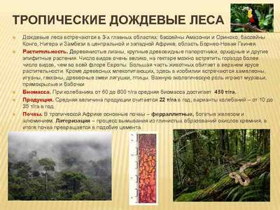 Тропические леса – краткое описание, типы и примеры животных
