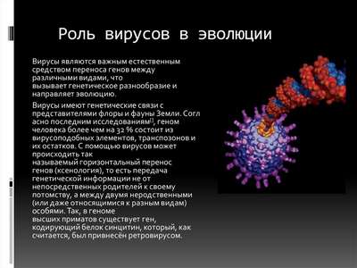 Эволюция и развитие вирусов