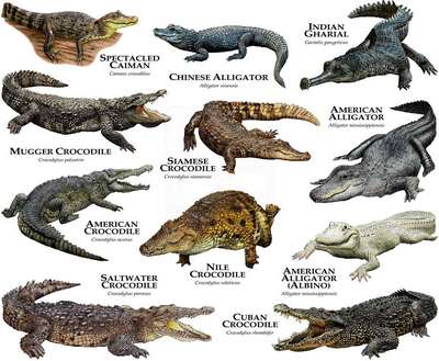 Какие виды крокодилов самые крупные на Земле – список, хаpaктеристика и фото