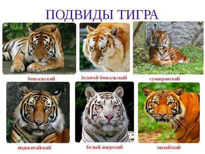 Виды и подвиды тигра: список, описание и фото