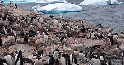Глобальное потепление грозит Императорскому пингвину вымиранием