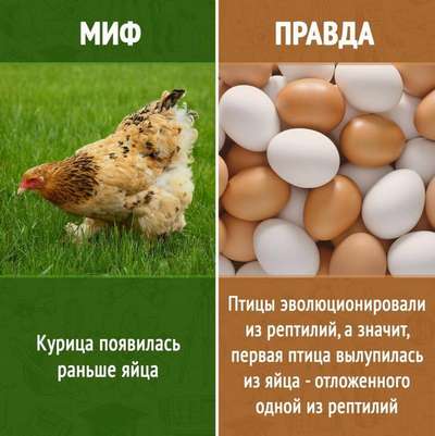 Найден ответ: что появилось раньше, курица или яйцо?