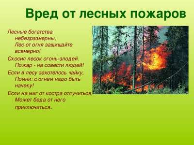 Лесные пожары: вред или польза?