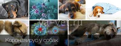 Болеют ли собаки коронавирусом и могут ли передавать его людям?