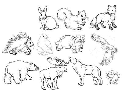 Картинки нарисованных диких животных с названиями для маленьких детей