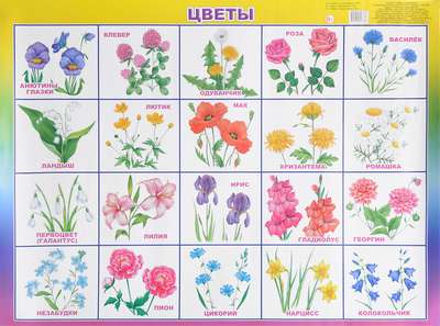 Детские картинки цветов с названиями