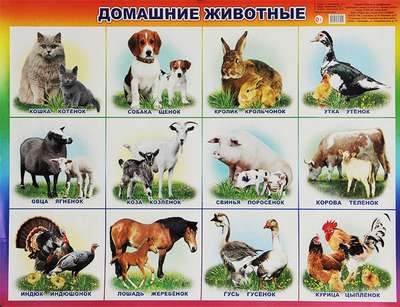 Нарисованные картинки и фото домашних животных с названиями для маленьких детей