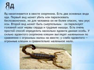Опасен ли скорпион для человека?