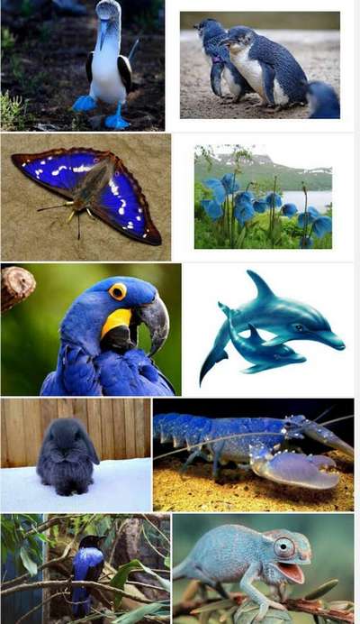 Животные синего или гoлyбого цвета – примеры, фото и описание
