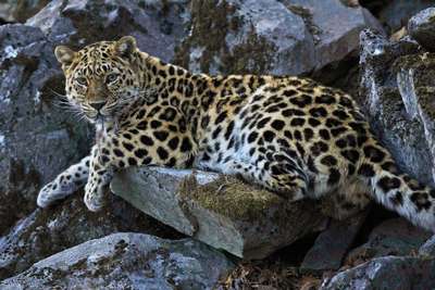 Дальневосточный леопард, или амурский леопард, или амурский барс