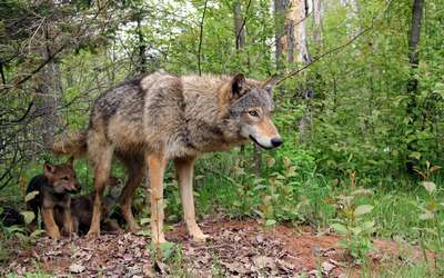 Где обитают волки в дикой природе?
