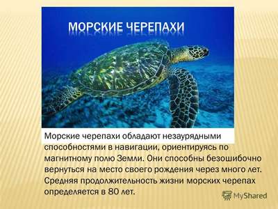 Какая средняя продолжительность жизни морских черепах?