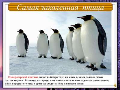 Почему пингвины обитают Антарктиде?