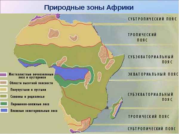 Природные зоны Африки – хаpaктеристика, положение, карта и таблица для 7 класса