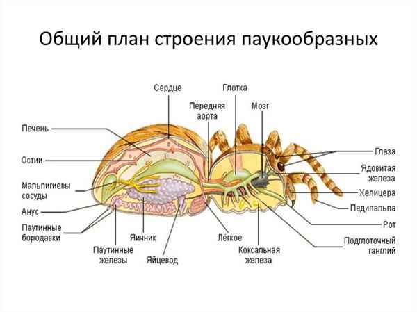 Внешнее строение паукообразных, нервная система и глаза