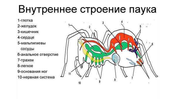 Строение паукообразных – железы, ротовой аппарат, особенности органов дыхания