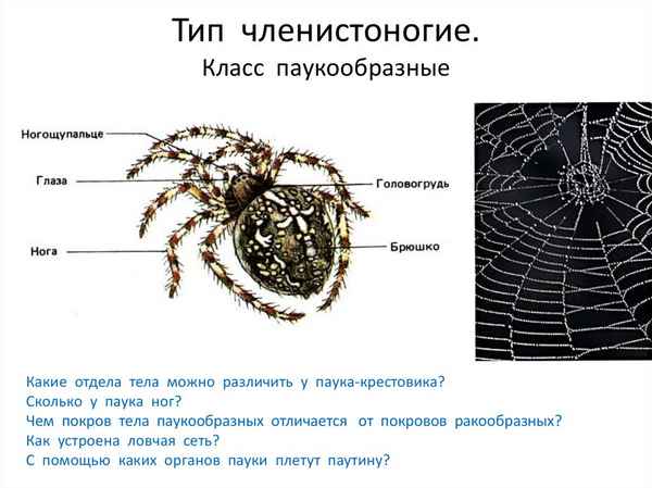 Тип члeнистоногие пауки – виды паукообразных, класс и что к нему относится