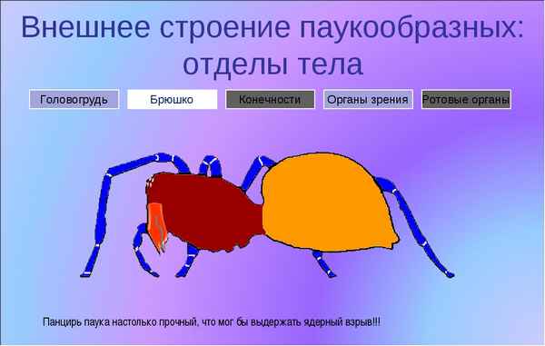 Отделы тела паукообразных – головогpyдь и брюшко