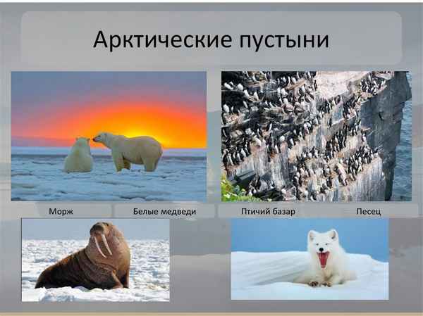 Природная зона Арктических пустынь России – где расположена, план описания