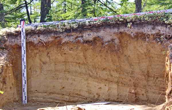 Подзолистые почвы – для какой природной зоны характерны дерново-подзолистые типы