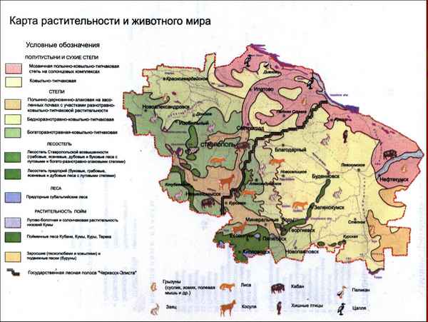 Природная зона Ставропольского края – в какой природной зоне расположен