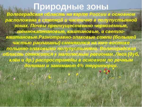 Природная зона Волгограда – в какой зоне находится Волгоградская область