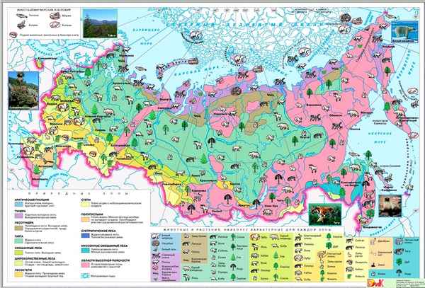 Животный мир природных зон России, растения и животные