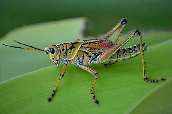 Членистоногие насекомые – кого относят к типу (список)