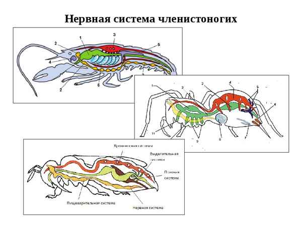 Нервная система члeнистоногих – тип, с какой сходна