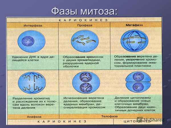 Митоз – значение, стадии деления клетки, подготовка